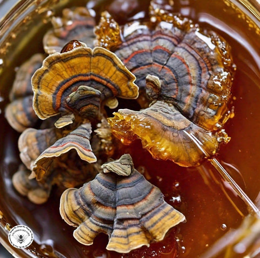 Turkey Tail Mushroom Infused Honey
